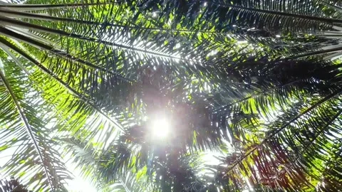 Palm leaf tips Stock Footage 172398572