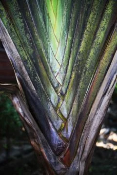 Palm leaf, tree Stock Photos