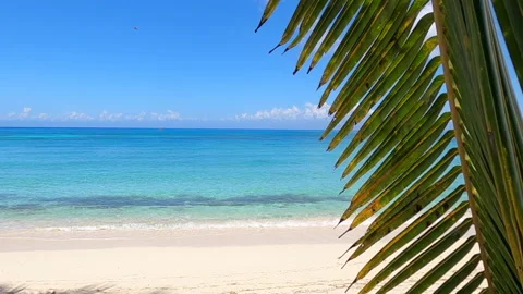 Palm Leaf Tropical Beach Stock Footage 157600757