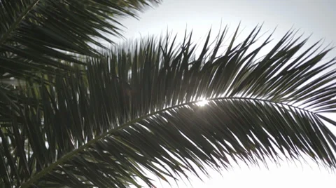 Palm Leaf under the sun Stock Footage 34448677