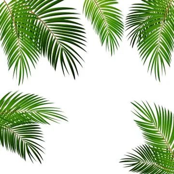 Palm Leaf Vector Background Illustration Stockillustratie