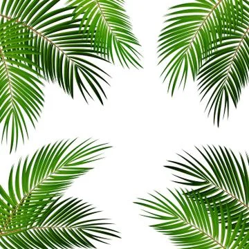 Palm Leaf Vector Background Illustration Stockillustratie