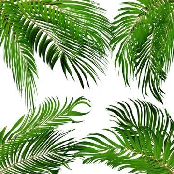 Palm Leaf Vector Background Illustration Stock Illustration