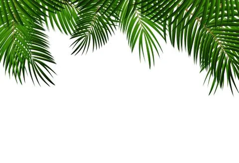 Palm Leaf Vector Background Illustration Illustrazione stock