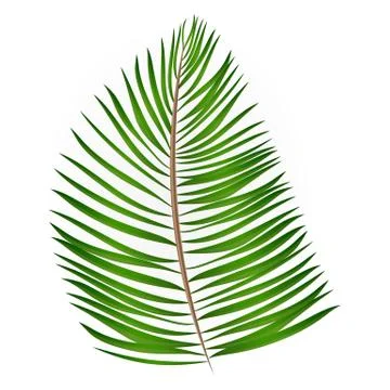 Palm Leaf Vector Background Illustration Stock Illustration