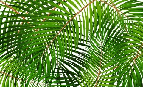 Palm Leaf Vector Background Illustration Stock Illustration