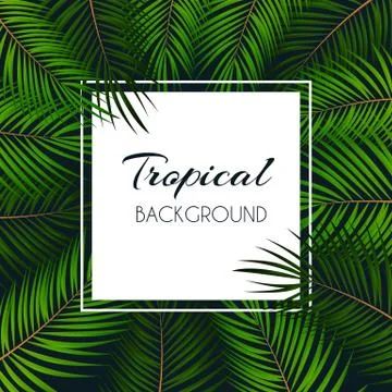 Palm Leaf Vector Background  with White Frame Illustration Stock Illustration