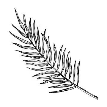 Palm Leaf vector illustration. Hand drawn branch of jungle tropical tree in Stock Illustration