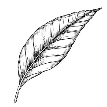 Palm Leaf vector illustration. Hand drawn branch of jungle tropical tree in Stock Illustration