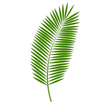 Palm Leaf Vector Illustration Stock Illustration