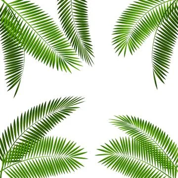 Palm Leaf Vector Illustration Stock Illustration