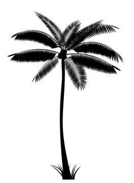 Palm Leaf Vector Illustration イラスト素材