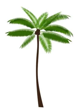 Palm Leaf Vector Illustration Stockillustratie