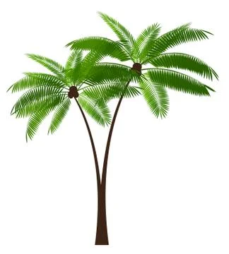 Palm Leaf Vector Illustration Stock Illustration