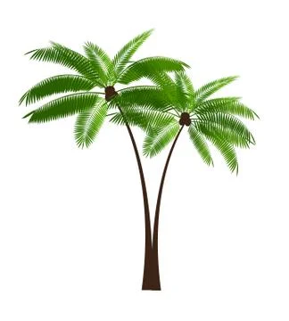 Palm Leaf Vector Illustration Stock Illustration