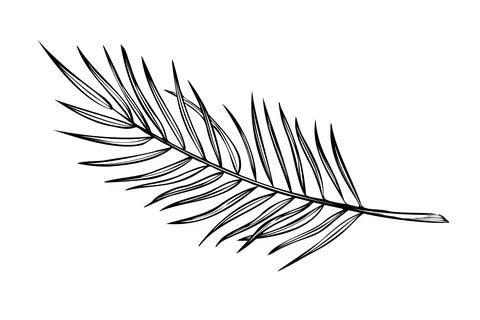 Palm leaf vector illustration in linear style. Outline Drawing of banana tree Stock Illustration