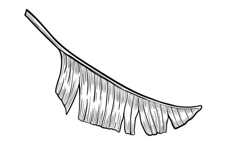 Palm leaf vector illustration in linear style. Outline Drawing of banana tree Stock Illustration