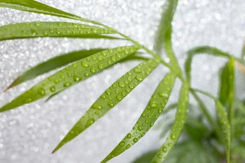 Palm leaf with water drops on defocused silver glitter background, abstract.. 库存照片