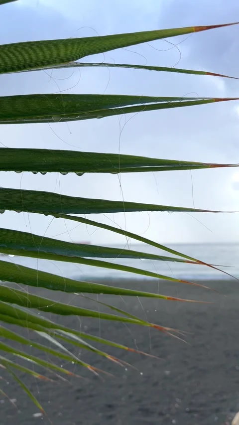 Palm leaf with water drops Stock Footage 332234538