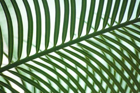 A palm leaf on white background forms a striped pattern Stock Photos