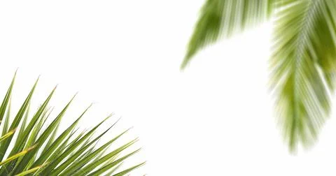 Palm leaf on white background Stock Illustration