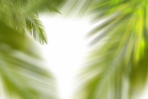 Palm leaf on white background Stock Illustration