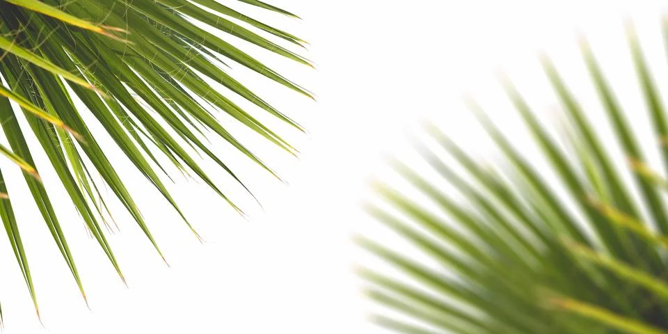 Palm leaf on white background Stock Illustration