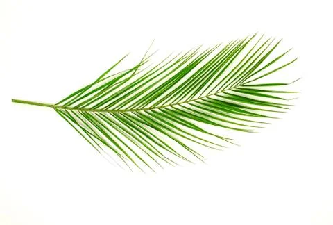 Palm leaf on a white background. minimal floral concept. top view Stock Photos