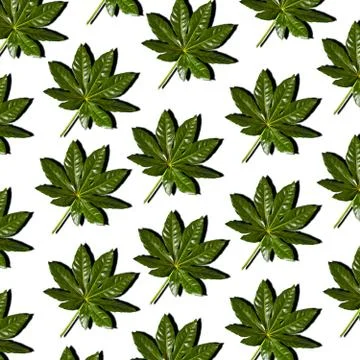 Palm leaf on white background. Pattern background texture. Stock Photos