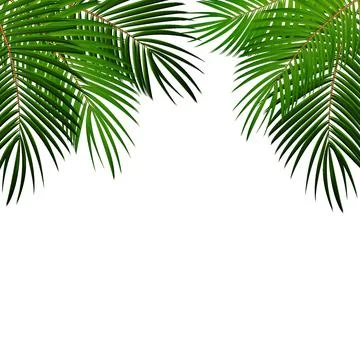 Palm Leaf on White Background with Place for Your Text Illustration Stock-Illustration