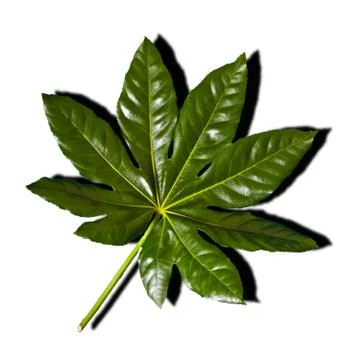 Palm leaf on white background. Top view. Fotos Stock
