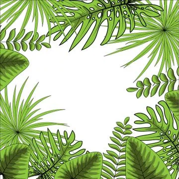 Palm Leaf on a white background Vector Illustration EPS 10. Stock Illustration