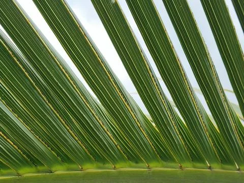 Palm leaflet pattern against bright sky in minimal style Stock Photos