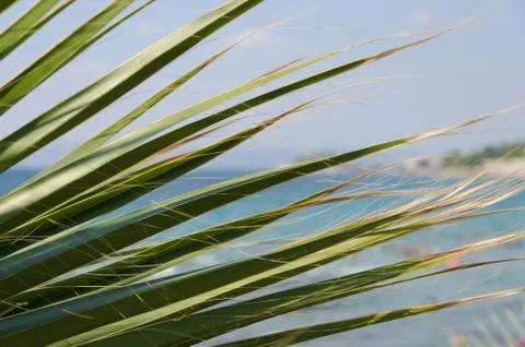 Palm leafs in air Stock Photos