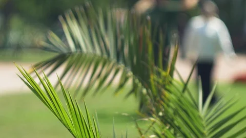 Palm leafs blowing in the wind in slow motion Stock Footage 106299040
