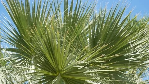 Palm leafs blowing by the wind. Tropical abstract background. Stock Footage 100232086
