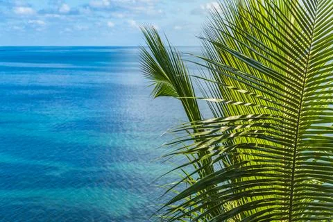 Palm Leafs On A Cliff At The Ocean Stock Photos