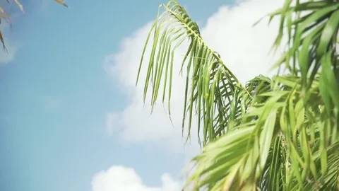 Palm leafs Stock Footage 80222437