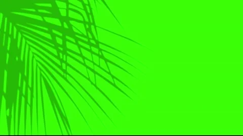 Palm leafs greenscreen Stock Footage 137259622