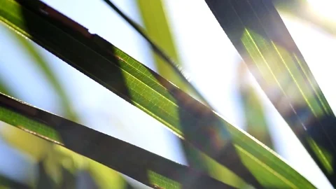 Palm leafs moving with the wind backlit by sun and blue sky Stock Footage 76809214