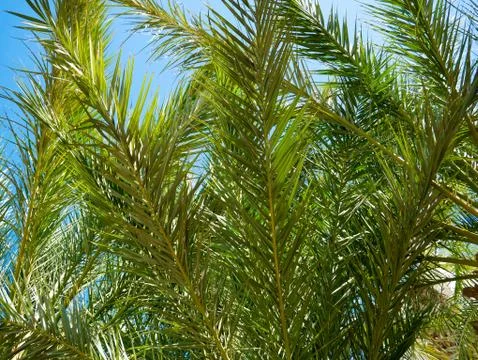 Palm leafs over blue sky background Stock Photos