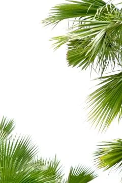 Palm leafs Stock Photos