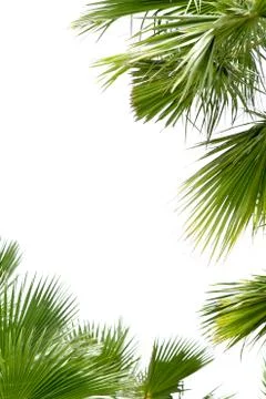 Palm leafs Stock Photos