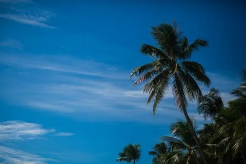 Palm leafs Foto stock