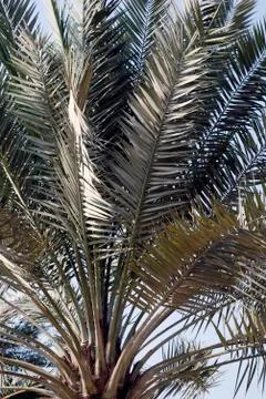 Palm leafs Foto stock