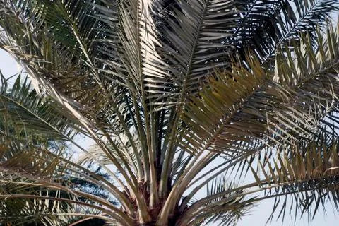 Palm leafs Photos