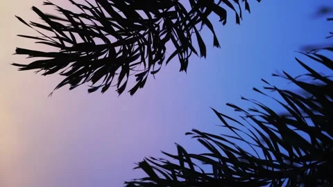 Palm leafs on the purple sky background Stock Footage 183352395