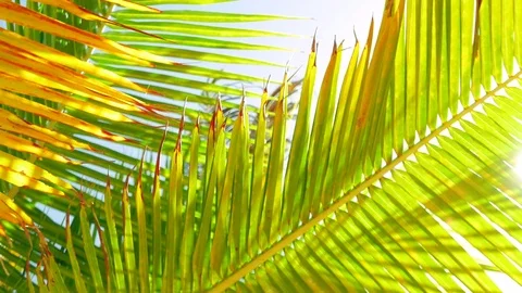Palm Leafs Swinging in the Wind Stock Footage 74006314