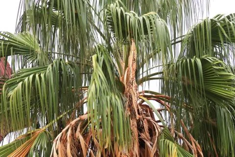 Palm leafs texture. Exotic tree branch background. Foto stock
