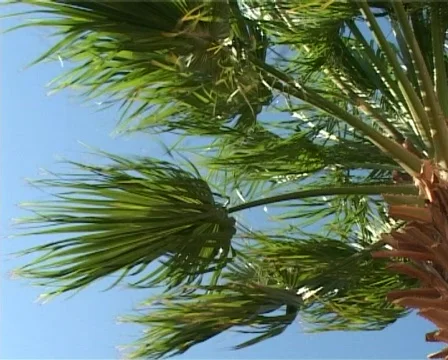 Palm leafs in the wind Stock Footage 312716